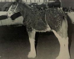 broodmare Allumettes Fairnington Candy (Clydesdale, 1997, from Greendykes Fairnington)