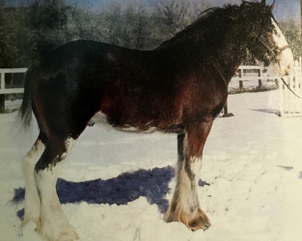 Deckhengst Greendykes Aristocrat (Clydesdale, 1985, von Doura Magnificent)