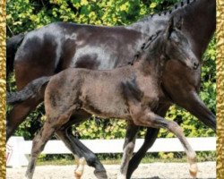 dressage horse Farino ( Auktionsname FEINER HIT ) (Oldenburg, 2018, from Feinrich)