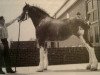 Zuchtstute Carson's Miss Cristal (Clydesdale, 1994, von Solomon's Colonel)