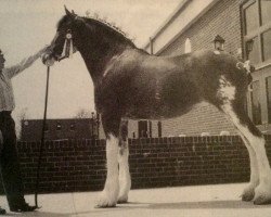 Zuchtstute Carson's Miss Cristal (Clydesdale, 1994, von Solomon's Colonel)