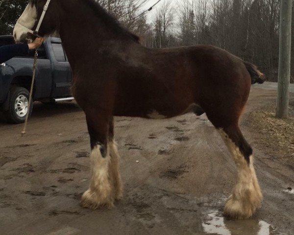 stallion Cristal's Moses (Clydesdale, 1998, from Greendykes Sherman)