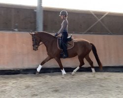 broodmare Valencia 127 (Oldenburg, 2018, from Vitalis)