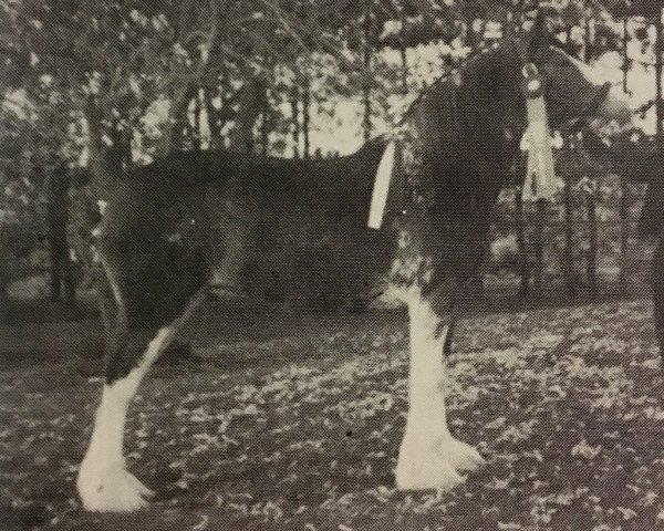 broodmare Lady Betsy of Carp Valley (Clydesdale, 1982, from Meadowview Neno)