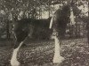 broodmare Lady Betsy of Carp Valley (Clydesdale, 1982, from Meadowview Neno)