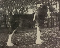 Zuchtstute Lady Betsy of Carp Valley (Clydesdale, 1982, von Meadowview Neno)