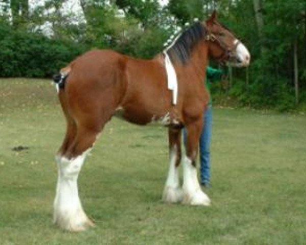 stallion California Visions Legend (Clydesdale, 2001, from Thistle Ridge Eaton Venture)