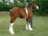 stallion California Visions Legend (Clydesdale, 2001, from Thistle Ridge Eaton Venture)