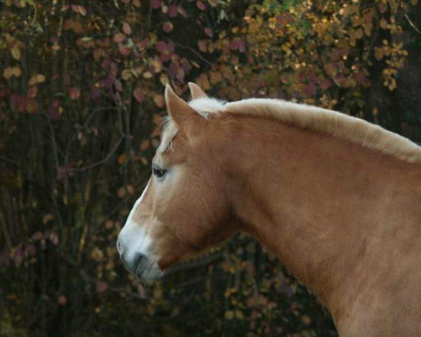 horse Hannes (Haflinger, 1995)