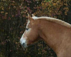 horse Hannes (Haflinger, 1995)