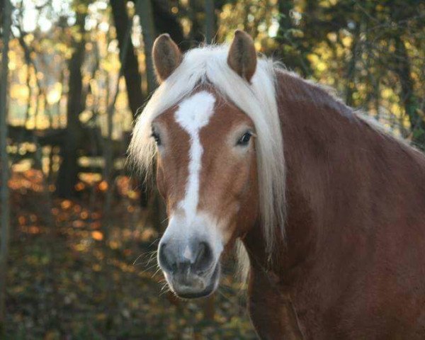 horse Naylo von den Alleegärten (Haflinger, 2011, from Nobelius)