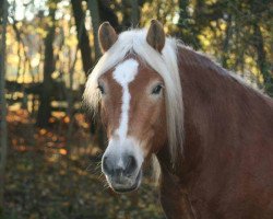 Pferd Naylo von den Alleegärten (Haflinger, 2011, von Nobelius)