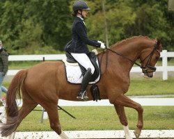 dressage horse Sir Daily Diamond (Westphalian, 2016, from Sir Heinrich OLD)