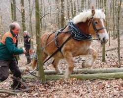 broodmare Hanni (Rhenish-German Cold-Blood, 2005, from Hoppeditz)