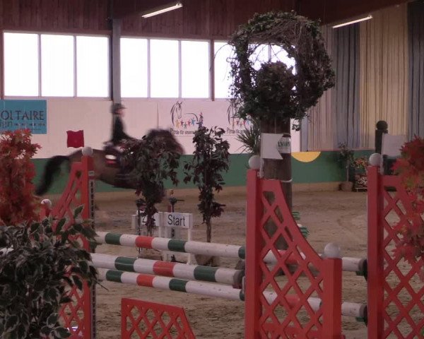 Hallenturnier Warendorf-Freckenhorst 2017