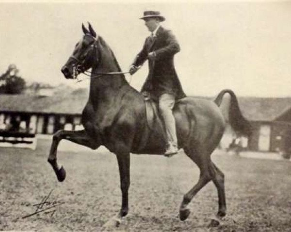 broodmare Emily Brickley (American Saddlebred Horse, 1925)