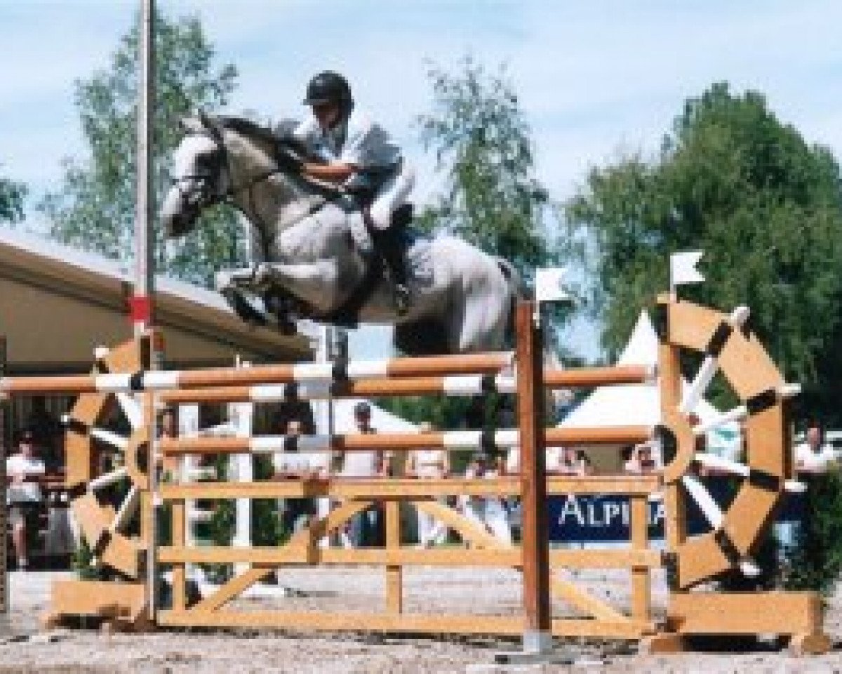 stallion Livitikus (Holsteiner, 1991, from Landgraf I)
