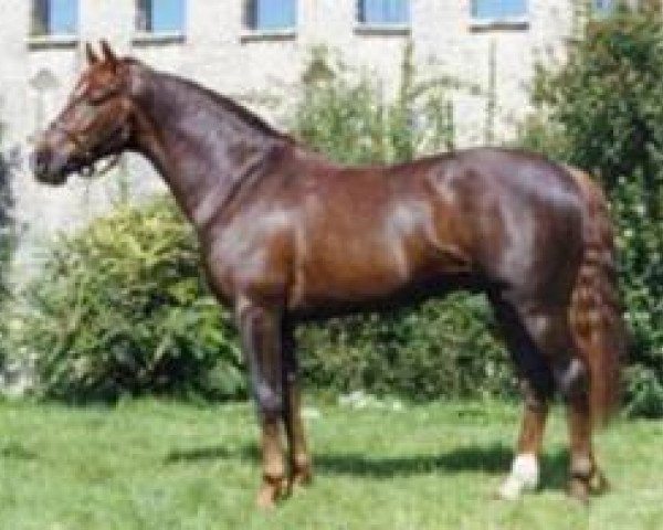 stallion Wildlife B (Swiss Warmblood, 1994, from Wandango)