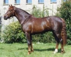 Deckhengst Wildlife B (Schweizer Warmblut, 1994, von Wandango)