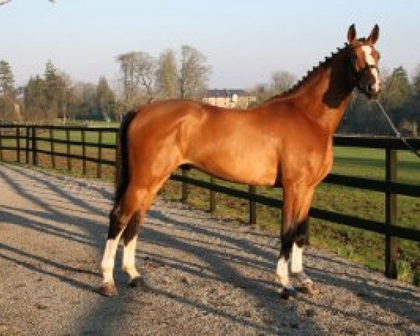 stallion Abalou Verte (Dutch Warmblood, 2005, from Balou du Rouet)