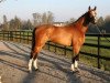 stallion Abalou Verte (KWPN (Royal Dutch Sporthorse), 2005, from Balou du Rouet)