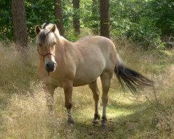 Pferd Brandus (Fjordpferd, 2005, von Sven)