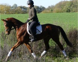 dressage horse Goldstern (Mecklenburg, 2015, from Goldschmidt)