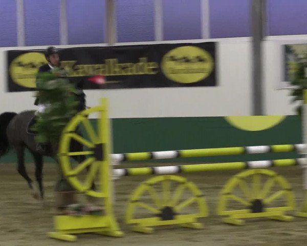 Hallenturnier Warendorf-Freckenhorst 2017