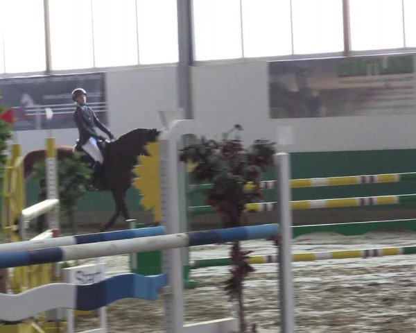 Hallenturnier Warendorf-Freckenhorst 2017