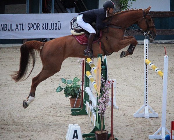 jumper Hollywood (Belgian Warmblood, 2010, from Phin Phin)