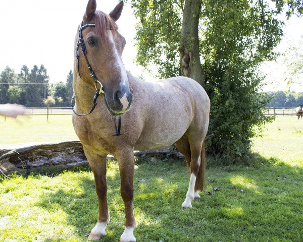 Pferd Schönschön (Quarter Pony,  )