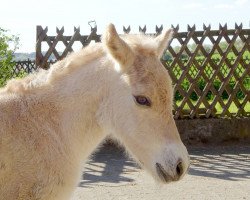 broodmare Sinah (Fjord Horse, 2016, from Kalino)