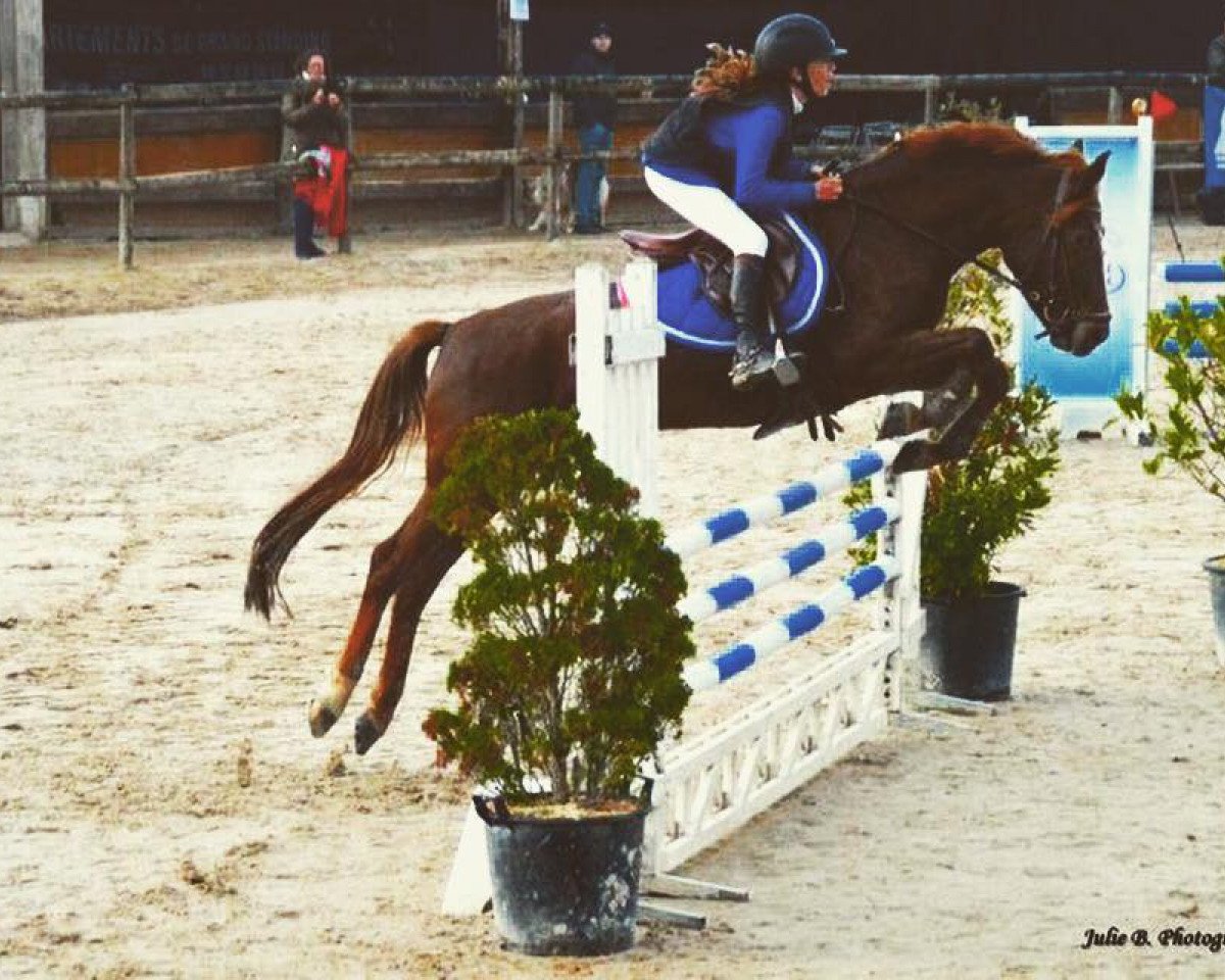 Pferd Hoppenhof's Britt (New-Forest-Pony, 2009, von Hoppenhof's Shardon)