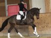 dressage horse Fräulein Farwick (Westphalian, 2014, from Franziskus FRH)