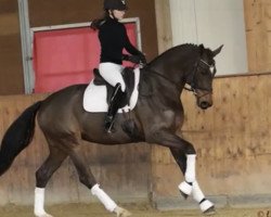 dressage horse Fräulein Farwick (Westphalian, 2014, from Franziskus FRH)