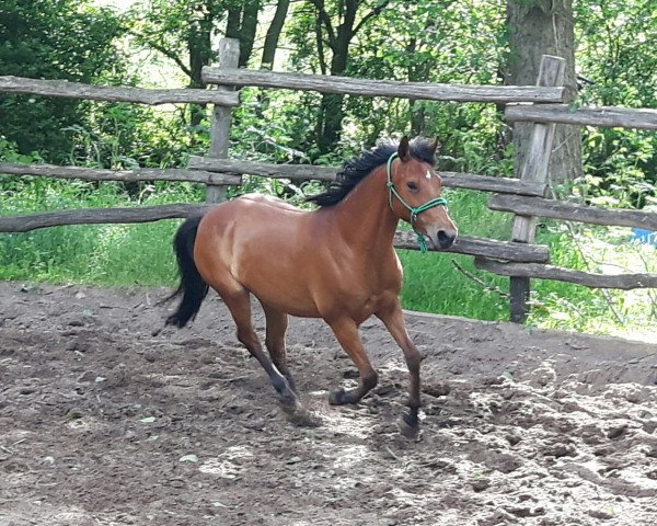 Pferd Alondra (Deutsches Reitpony, 2007, von Ald Feart's Marko)