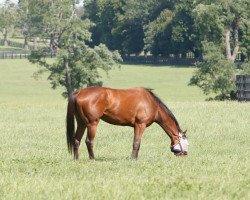 broodmare Shlee xx (Thoroughbred, 2014, from Lemon Drop Kid xx)