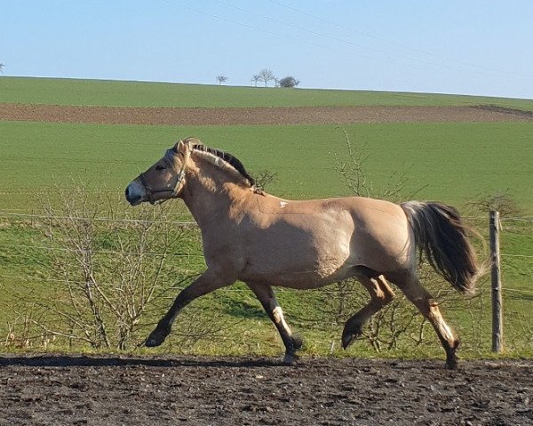 broodmare Yborao (Fjord Horse, 2002, from Anton I-83)