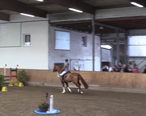 Reitturnier Freudenberg 2017
