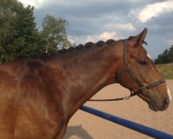 dressage horse Samino 2 (Bavarian, 2010, from San Schufro)