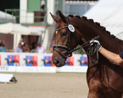 broodmare Bella Belicia (Oldenburg, 2011, from Belissimo NRW)