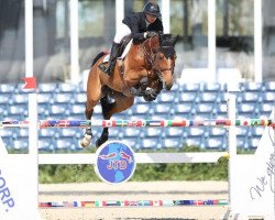 jumper Stylehaul (Zangersheide riding horse, 2009, from Baloubet du Rouet)