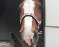 dressage horse Orlando Oristano (unknown, 2009)