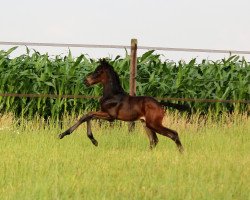 dressage horse Hengst von Asgard's Ibiza / Zack (Oldenburg, 2018, from Asgard's Ibiza)