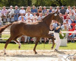 broodmare Diandra del Monte (Oldenburg, 2004, from Donnerball)