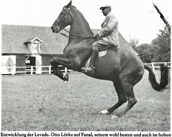 horse Fanal (Trakehner, 1934, from Hausfreund)