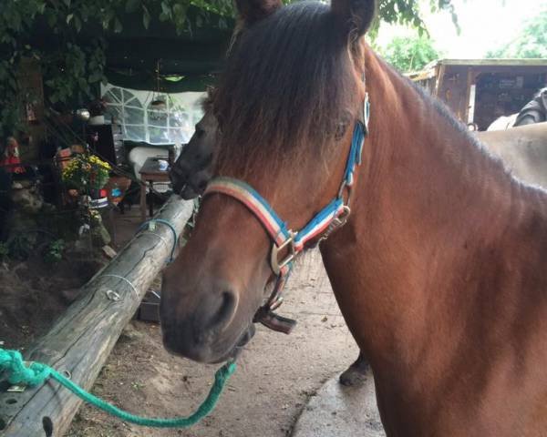 Zuchtstute Daddy´s Baby-Lady (Deutsches Classic Pony, 2006, von Der feine Lord AT)