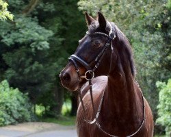 horse Carissima 18 (Rhinelander, 1991, from Cortino II)