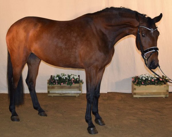 broodmare Barilla (Zweibrücken, 2011, from Bonifatius)