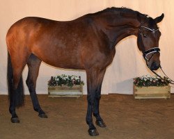 broodmare Barilla (Zweibrücken, 2011, from Bonifatius)